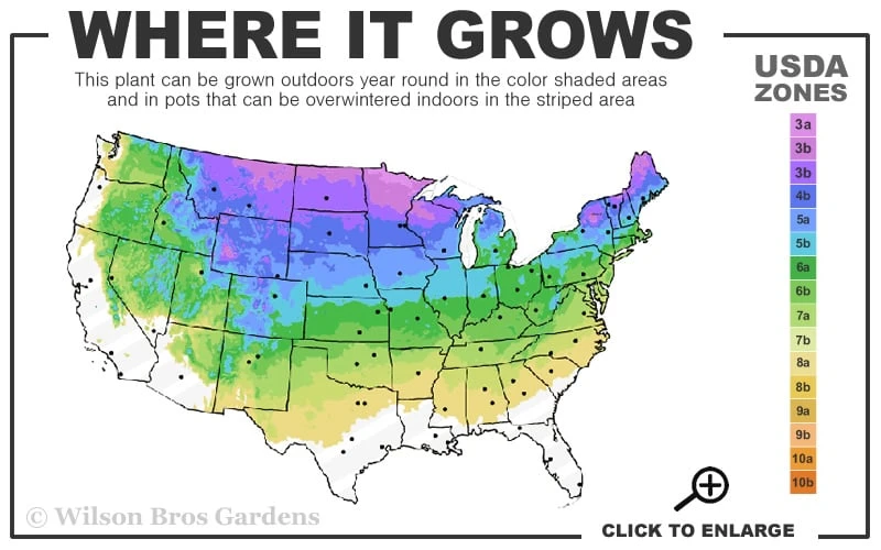 Weeping White Spruce (Picea Glauca 'Pendula') - 5 Gallon Pot 3 Weeping White Spruce (Picea Glauca 'Pendula') - 5 Gallon Pot - Image 3