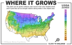 Wiggles Eastern White Pine (Pinus Strobus) - 3 Gallon Pot 10 Wiggles Eastern White Pine (Pinus Strobus) - 3 Gallon Pot -OLALA Plant Shop 3a 8b 18