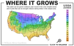 Canaertii Juniper (Red Cedar) - 7 Gallon Pot (4-5') -OLALA Plant Shop 3a 9b 9