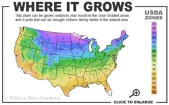 Hollywood Torulosa Juniper - 2 Gallon Pot -OLALA Plant Shop 3b 9b