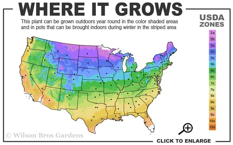 Spartan Juniper - 1 Gallon Pot 3 Spartan Juniper - 1 Gallon Pot - Image 3
