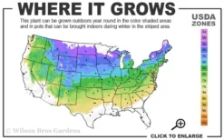 Vanderwolf's Pyramid Limber Pine (Pinus Flexilis) - 2 Gallon Pot -OLALA Plant Shop 4a 8a 2