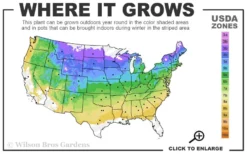 Autumnalis Fall Blooming Cherry Tree - 5 Gallon Pot 7 Autumnalis Fall Blooming Cherry Tree - 5 Gallon Pot -OLALA Plant Shop 4a 8b 8