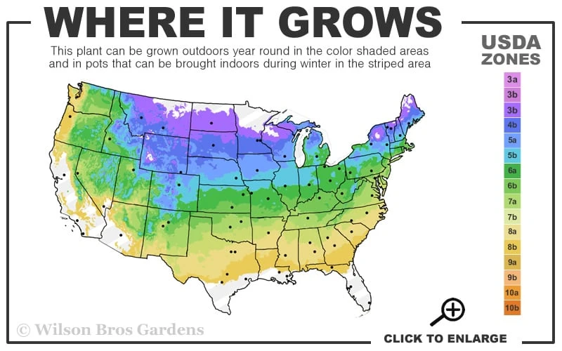 Autumnalis Fall Blooming Cherry Tree - 5 Gallon Pot 3 Autumnalis Fall Blooming Cherry Tree - 5 Gallon Pot - Image 3