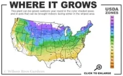 Heatherbun Atlantic White Cedar (Chamaecyparis Thyiodes) - 1 Gallon Pot -OLALA Plant Shop 4a 8b thumbnail 2