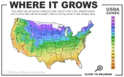 American Sycamore Tree - 3 Gallon Pot 8 American Sycamore Tree - 3 Gallon Pot -OLALA Plant Shop 4a 9b 12