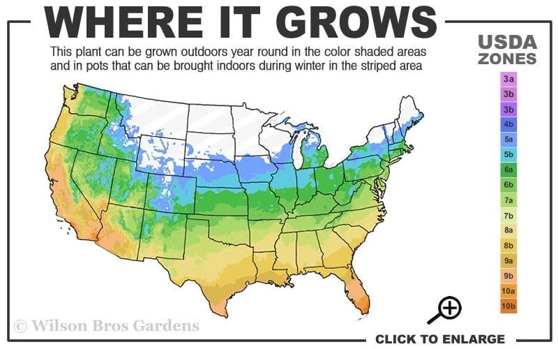 Red Margin Bamboo - Phyllostachys Rubromarginata - 3 Gallon Pot (4-6') 3 Red Margin Bamboo - Phyllostachys Rubromarginata - 3 Gallon Pot (4-6') - Image 3
