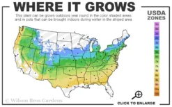 Japanese Sunrise Japanese Maple - 3 Gallon Pot 7 Japanese Sunrise Japanese Maple - 3 Gallon Pot -OLALA Plant Shop 5a 8b 24