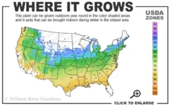Viridis Dwarf Green Japanese Maple - 1 Gallon Pot 12 Viridis Dwarf Green Japanese Maple - 1 Gallon Pot -OLALA Plant Shop 5a 9a 22