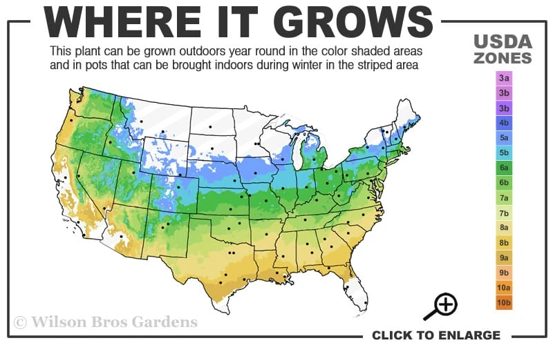 Viridis Dwarf Green Japanese Maple - 1 Gallon Pot 3 Viridis Dwarf Green Japanese Maple - 1 Gallon Pot - Image 3