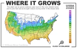 Glowing Embers Japanese Maple - 7 Gallon Pot (7'+) 11 Glowing Embers Japanese Maple - 7 Gallon Pot (7'+) -OLALA Plant Shop 5a 9b 113