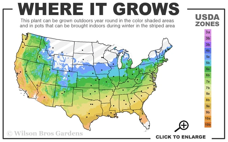 Inaba Shidare Red Japanese Maple - 1 Gallon Pot 3 Inaba Shidare Red Japanese Maple - 1 Gallon Pot - Image 3