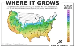 Claudia Wannamaker Southern Magnolia - 7 Gallon Pot (4-5') -OLALA Plant Shop 5b 11 5