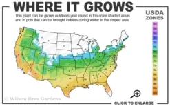 Orange Dream Japanese Maple - 3 Gallon Pot -OLALA Plant Shop 5b 9b 5