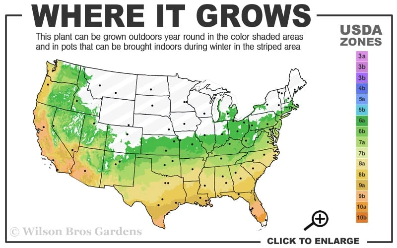 Double Feature Red Crape Myrtle - 3 Gallon Pot 3 Double Feature Red Crape Myrtle - 3 Gallon Pot - Image 3