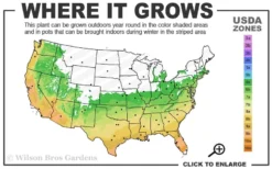 Naylor's Blue Leyland Cypress - 3 Gallon Pot -OLALA Plant Shop 6a 10a