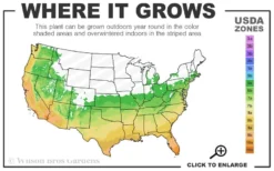 Green Groove Golden Bamboo - Phyllostachys Aureosulcata 'Spectabilis' - 3 Gallon Pot (4-6') -OLALA Plant Shop 6a 10b 3