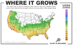 Humilis Hedge Bamboo - Phyllostachys Humilis - 3 Gallon Pot -OLALA Plant Shop 6a 11 15