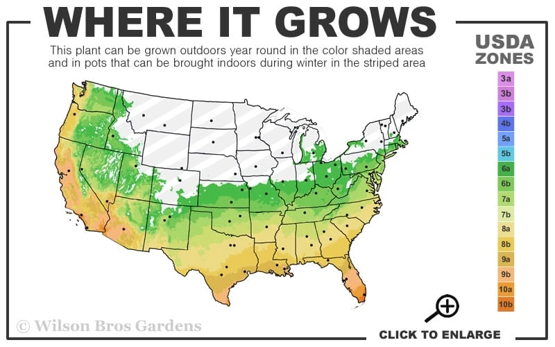 Stone Bamboo - Phyllostachys Angusta - 3 Gallon Pot (3-4') 3 Stone Bamboo - Phyllostachys Angusta - 3 Gallon Pot (3-4') - Image 3