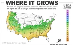 Taylor Pink Japanese Maple - 1 Gallon Pot -OLALA Plant Shop 6a 9a 2