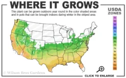 Weeping Blue Atlas Cedar -2 Gallon Pot 8 Weeping Blue Atlas Cedar -2 Gallon Pot -OLALA Plant Shop 6a 9b 1