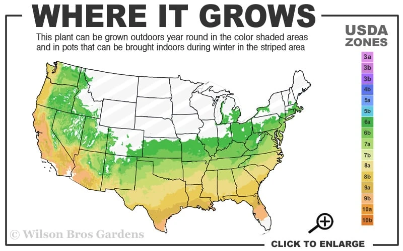 Twombly's Red Sentinel Japanese Maple - 1 Gallon Pot 3 Twombly's Red Sentinel Japanese Maple - 1 Gallon Pot - Image 3