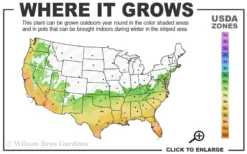 Angus Cold Hardy Eucalyptus Tree (Eucalyptus Nicholii) - 3 Quart Pot -OLALA Plant Shop 6b 10b 2