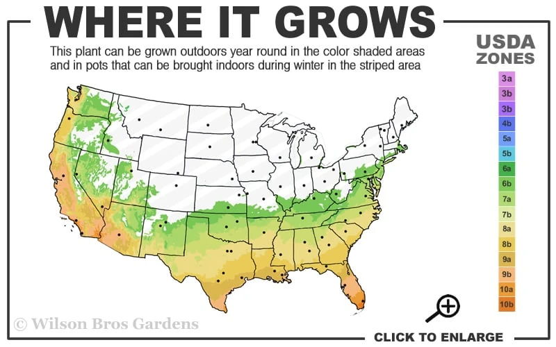 Spotted Leopard Bamboo - Phyllostachys Bambusoides 'Tanakae' - 3 Gallon Pot 3 Spotted Leopard Bamboo - Phyllostachys Bambusoides 'Tanakae' - 3 Gallon Pot - Image 3