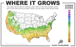 Muskogee Lavender Crape Myrtle - 1 Gallon Pot -OLALA Plant Shop 6b 9b 27