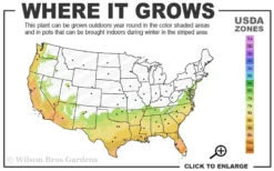 Tuskegee Crape Myrtle - 6 Pack Of 1 Gallon Pots 8 Tuskegee Crape Myrtle - 6 Pack Of 1 Gallon Pots -OLALA Plant Shop 7a 10a 8