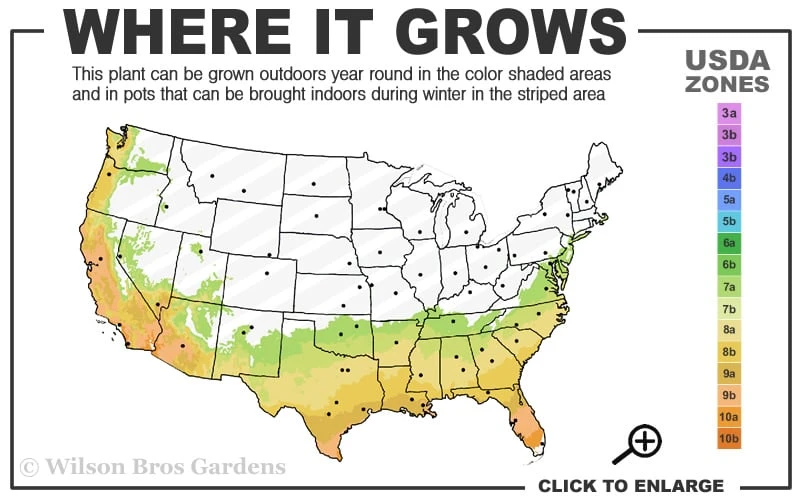 Tuskegee Crape Myrtle - 6 Pack Of 1 Gallon Pots 3 Tuskegee Crape Myrtle - 6 Pack Of 1 Gallon Pots - Image 3