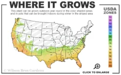 Grace Cold Hardy Eucalyptus Tree (Eucalyptus Elliptica) - Quart Pot -OLALA Plant Shop 7a 10b 42