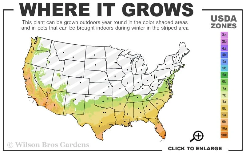 Double Dynamite Crape Myrtle Tree (Single Trunk Tree) - 7 Gallon Pot (5-6') 3 Double Dynamite Crape Myrtle Tree (Single Trunk Tree) - 7 Gallon Pot (5-6') - Image 3