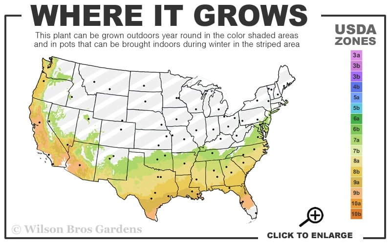 Blue Ice Arizona Cypress - 7 Gallon Pot (5-6') 3 Blue Ice Arizona Cypress - 7 Gallon Pot (5-6') - Image 3