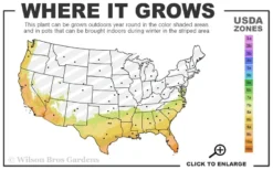 Windmill Cold Hardy Palm Tree - 1 Gallon Pot -OLALA Plant Shop 7b 10b 3