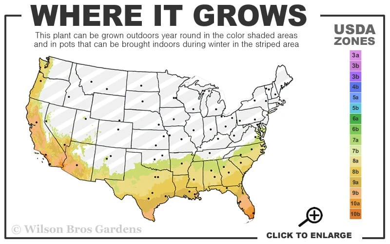Katrinus Deluxe Lomandra - 1 Gallon Pot 3 Katrinus Deluxe Lomandra - 1 Gallon Pot - Image 3