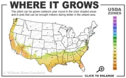 Center Stage Red Black Leaf Crape Myrtle -2 Gallon Pot 8 Center Stage Red Black Leaf Crape Myrtle -2 Gallon Pot -OLALA Plant Shop 7b 9b