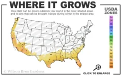 Bluey Cold Hardy Eucalyptus Tree (Eucalyptus Pulverulenta) - Quart Pot -OLALA Plant Shop 8a 11