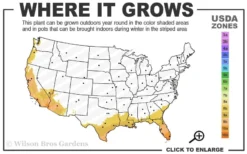 Graceful Bamboo (Slender Weavers) - Bambusa Textilis 'Gracilis' - 2 Gallon Pot -OLALA Plant Shop 8b 11 7