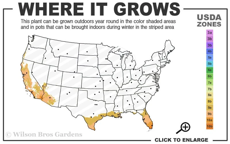 Blue Podocarpus Yew - 3 Gallon Pot 3 Blue Podocarpus Yew - 3 Gallon Pot - Image 3
