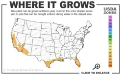 Blue Podocarpus Yew - 7 Gallon Pot 9 Blue Podocarpus Yew - 7 Gallon Pot -OLALA Plant Shop 9a 11