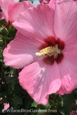 Aphrodite Rose Of Sharon (Single Trunk Tree) - 5 Gallon Pot 8 Aphrodite Rose Of Sharon (Single Trunk Tree) - 5 Gallon Pot -OLALA Plant Shop Althea Aphrodite Rose Of Sharon Hibiscus 2 500x750 1