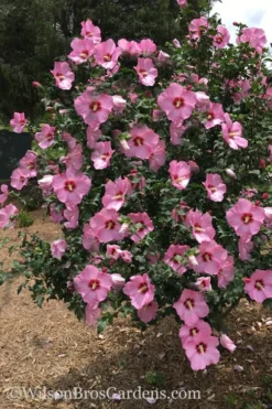 Aphrodite Rose Of Sharon (Althea / Hibiscus) - 6 Gallon Pot -OLALA Plant Shop Althea Aphrodite Rose Of Sharon Hibiscus 3 500x750 1