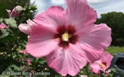 Aphrodite Rose Of Sharon (Althea / Hibiscus) - 6 Gallon Pot -OLALA Plant Shop Althea Aphrodite Rose of Sharon Hibiscus 50 1