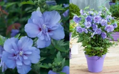 Blue Chiffon Rose Of Sharon - 1 Gallon Pot -OLALA Plant Shop Althea Blue Chiffon