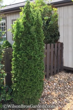 Degroots Spire Arborvitae - 3 Gallon Pot -OLALA Plant Shop Arborvitae Degroots Spire 1 500x750 3