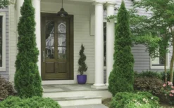 Degroots Spire Arborvitae - 3 Gallon Pot -OLALA Plant Shop Arborvitae Degroots Spire 30 2