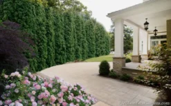 Degroots Spire Arborvitae - 3 Gallon Pot -OLALA Plant Shop Arborvitae Degroots Spire 33 2