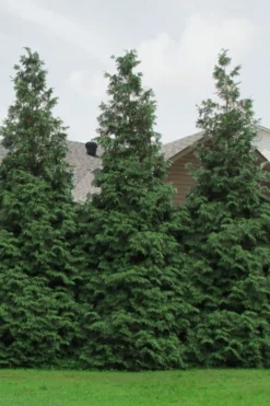 Green Giant Arborvitae (Thuja) - 5 Gallon Pot -OLALA Plant Shop Arborvitae Green Giant 500x750 3