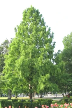 Bald Cypress Tree (Taxodium Distichum) - 3 Pack Of 1.5 Quart Pots -OLALA Plant Shop Bald Cypress 3 1